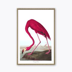 a pink flamingo standing on top of a rock