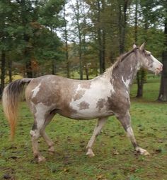 a brown and white horse is walking in the grass near some trees on a cloudy day