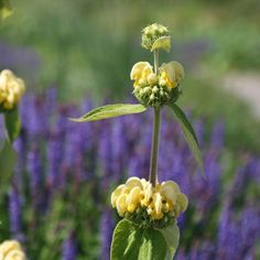 a yellow flower with green leaves and purple flowers in the backgrounnds