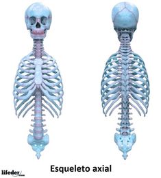 an image of a skeleton that is looking like it's from the back and side