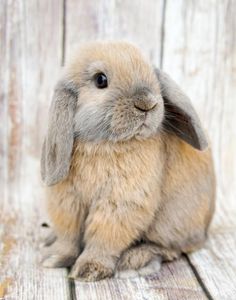 a small rabbit sitting on top of a wooden floor