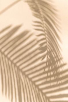 the shadow of a palm tree leaf on a white wall with shadows from it's leaves