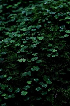 many green leaves are on the ground