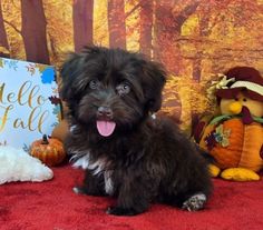 a small black dog sitting next to a sign and stuffed animals on a red blanket