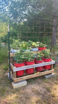 several potted plants are placed on a pallet