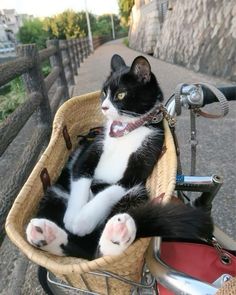 a black and white cat sitting in a basket on the back of a motorcycle's handlebar