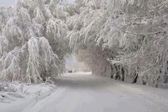 snow covered trees line the side of a road