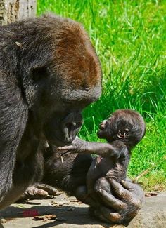 a baby gorilla is playing with it's mother