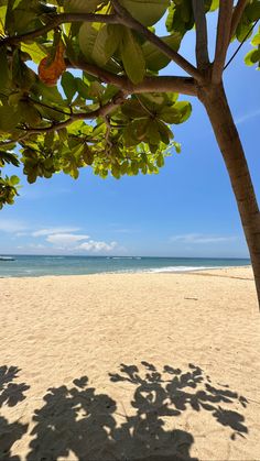 a tree casts a shadow on the beach