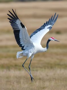 a large white bird with black wings and red beaks is flying in the air