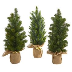 three small evergreen trees in burlocks tied with twine bows on white background