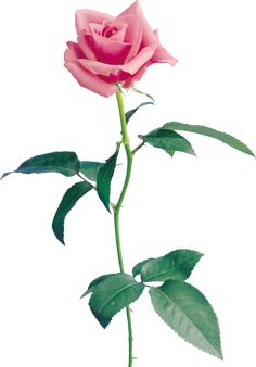 a single pink rose with green leaves on a white background is shown in the foreground