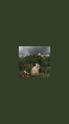 a white cat sitting on top of a lush green field next to pink and red flowers