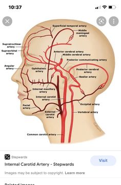 the blood vessels in the head and neck are labeled with red veins on each side