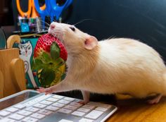 a rodent eating a strawberry on top of a keyboard