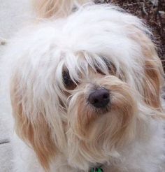 a small white dog standing on top of a sidewalk