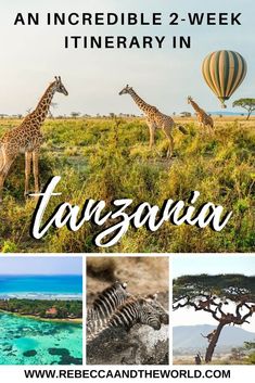 an incredible 2 - week itinerary in kenya with pictures of giraffes and zebras