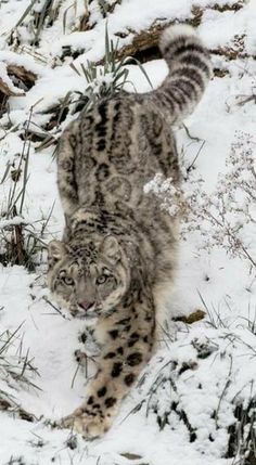 a snow leopard is walking through the snow