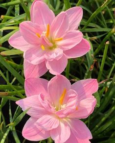 three pink flowers are blooming in the grass