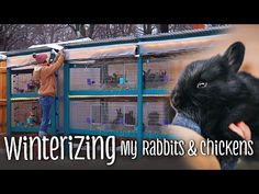 a man holding a black rabbit in front of a cage with rabbits inside it and the caption winterizing my rabbits & chickens