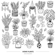 some house plants are drawn in black and white