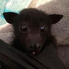 a small black animal laying on top of a blanket