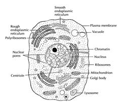 the structure of an animal's cell is shown in black and white, with labels on