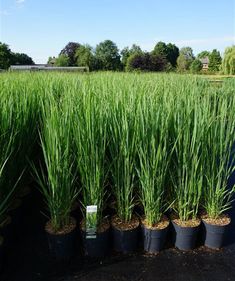 some very pretty green plants in black pots