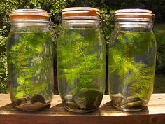 three jars with plants in them sitting on a table next to some rocks and stones