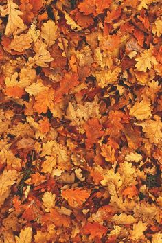 the leaves on the ground are orange and yellow