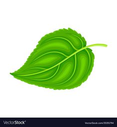 a green leaf on a white background