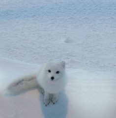 an arctic fox standing in the snow with its front paws on it's hind legs