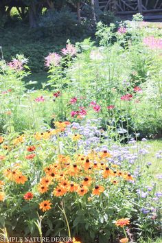 an assortment of wildflowers and other flowers in a garden