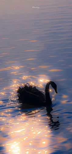 a black swan floating on top of a lake next to the sun in the sky