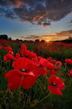 a field full of red flowers with the sun setting in the distance behind them and clouds