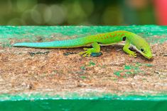 a green and red lizard sitting on top of a piece of wood