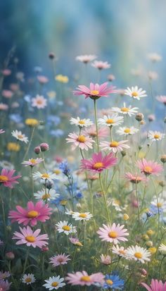 a field full of colorful flowers with blue sky in the backgrounnd and white daisies