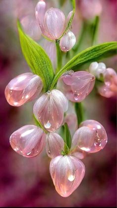 some pink flowers with water droplets on them