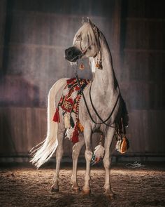 a white horse standing on top of a dirt field