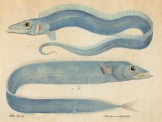 two blue fish with long tails and large eyes are depicted in this drawing from the late 19th century