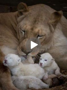 a lion and her cubs cuddle together