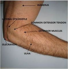 Surface Anatomy, Physical Therapy School, Sports Massage Therapy, Physical Therapy Assistant, Physiotherapy Clinic, Muscle Anatomy, Human Anatomy And Physiology, Tennis Elbow, Medical Anatomy