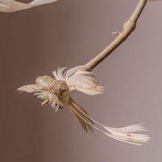 a branch with some white feathers hanging from it