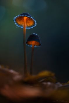 two mushrooms with orange and blue tops in the dark night time, one on top of the other