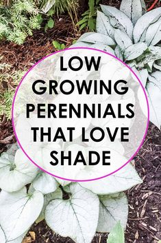 the words low growing perennials that love shade are in front of some green plants