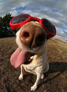 a dog wearing goggles and sticking its tongue out