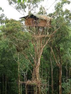 a tall tree house in the middle of a forest with trees growing on it's sides