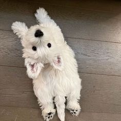 a small white dog sitting on top of a wooden floor