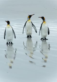 three penguins standing on the beach with their reflection in the water