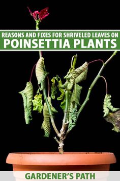 there is a potted plant with leaves on it and the title reads, reason and fix for shrived leaves on poinsettia plants gardener's path